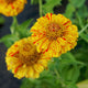 Close-up of Peppermint Stick zinnia showing variegated cream, yellow, orange and red-striped petals on green garden background