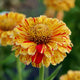 Close-up of Peppermint Stick zinnia showcasing red-striped, variegated cream and yellow petals against green foliage background
