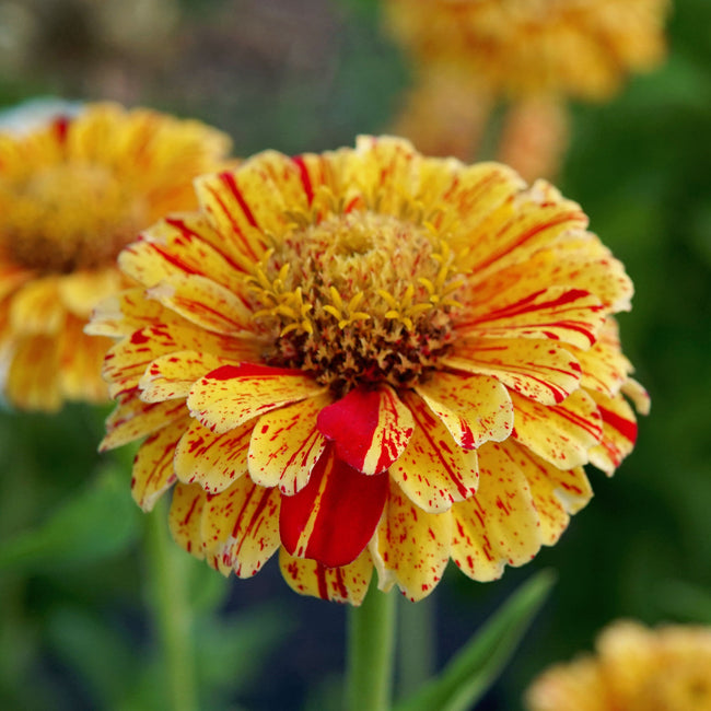 Close-up of Peppermint Stick zinnia showcasing red-striped, variegated cream and yellow petals against green foliage background