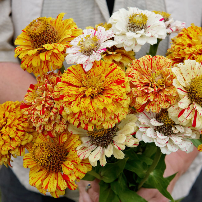 Close-up of Peppermint Stick zinnia showing cream and yellow petals with red stripes and speckles against green foliage