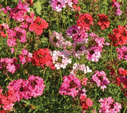 Close-up of Sweetheart Kisses verbena with mounded clusters of red, fuchsia, pink and occasional white blooms
