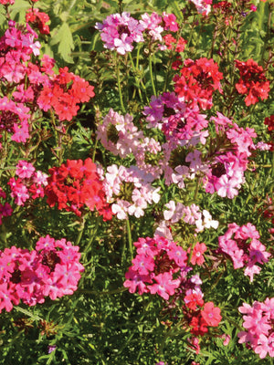 Close-up of Sweetheart Kisses verbena with mounded clusters of red, fuchsia, pink and occasional white blooms