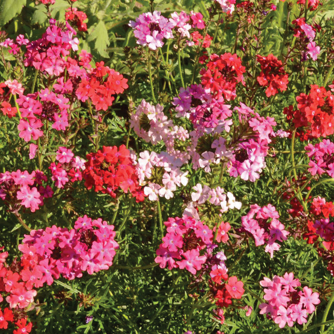 Close-up of Sweetheart Kisses verbena with mounded clusters of red, fuchsia, pink and occasional white blooms