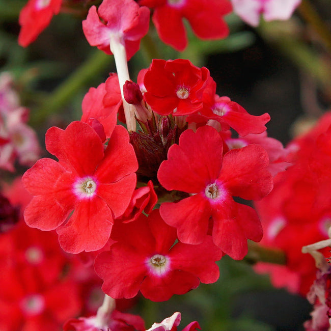 Close-up of Sweetheart Kisses verbena showing bright red clustered blooms and finely serrated green foliage
