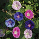 Top view of Tall Mix morning glory showing mixed pink, purple, and blue trumpet-shaped flowers with heart-shaped green leaves