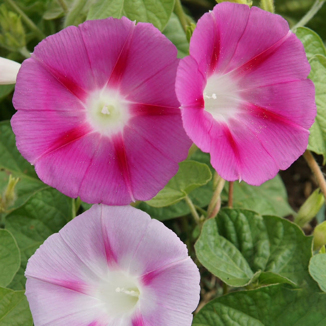 Close-up of Tall Mix morning glory blooms showcasing two-toned pink and white funnel-shaped flowers with green heart-shaped leaves in the background