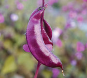 Close-up of hyacinth bean plant showcasing magenta flowers and a deep purple pod against a blurred green background