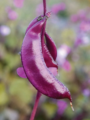 Close-up of hyacinth bean plant showcasing magenta flowers and a deep purple pod against a blurred green background