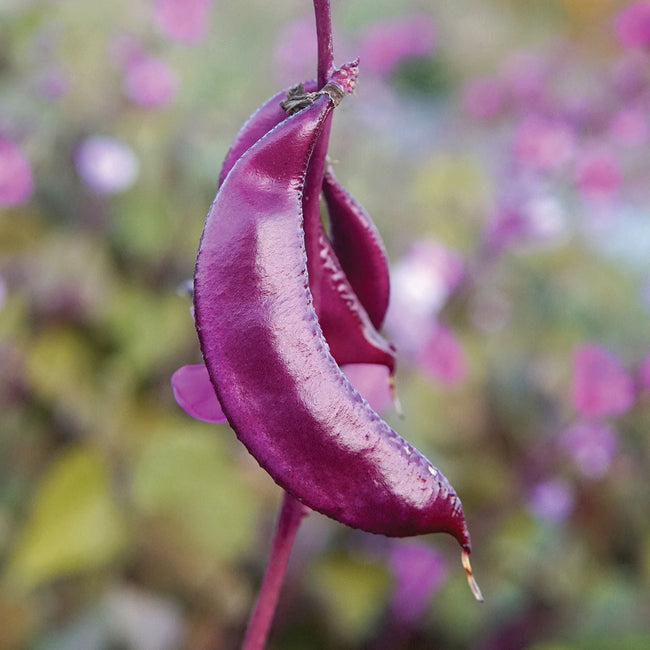 Close-up of hyacinth bean plant showcasing magenta flowers and a deep purple pod against a blurred green background