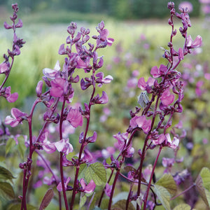 Close-up of hyacinth bean (Lablab purpureus) showing magenta flowers and burgundy pods on climbing vines