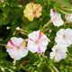 Close-up of Marbles Tricolor four o'clocks showing marbled pink, yellow, and white blooms with green foliage