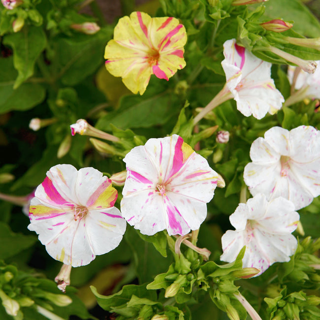 Close-up of Marbles Tricolor four o'clocks showing marbled pink, yellow, and white blooms with green foliage