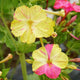 Close-up of Marbles Tricolor four o'clocks bloom showing marbled yellow, pink, and white petals with green foliage background