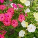 Close-up of Marbles Tricolor four o'clocks showing marbled yellow, pink, and white blooms against green foliage