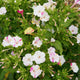 Close-up of Marbles Tricolor four o'clocks showing yellow, pink, and white marbled blooms with green foliage