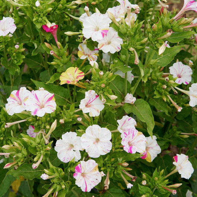 Close-up of Marbles Tricolor four o'clocks showing yellow, pink, and white marbled blooms with green foliage