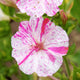 Close-up of Marbles Tricolor four o'clocks flower showing pink, yellow, and white marbled petals against green foliage