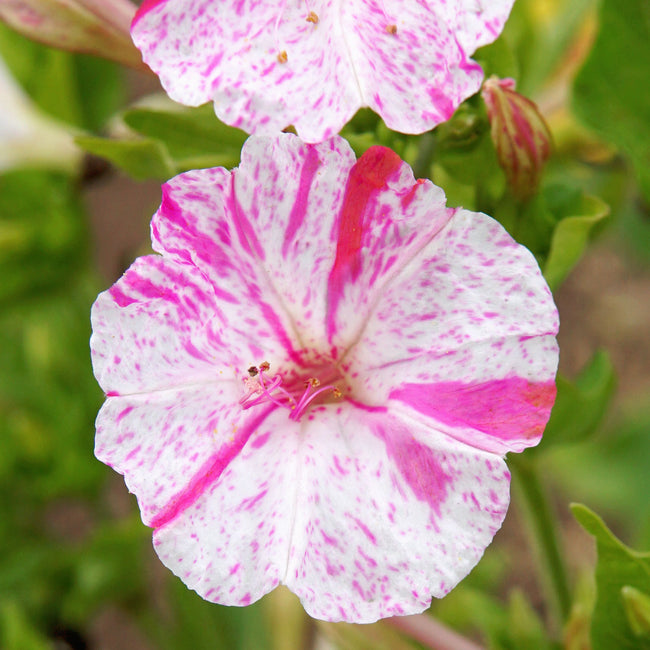 Close-up of Marbles Tricolor four o'clocks flower showing pink, yellow, and white marbled petals against green foliage