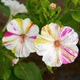 Close-up of Marbles Tricolor four o'clocks flower showcasing marbled yellow, pink, and white petals against green foliage background