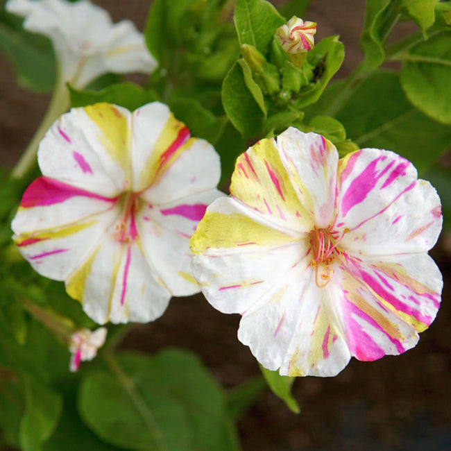 Close-up of Marbles Tricolor four o'clocks flower showcasing marbled yellow, pink, and white petals against green foliage background