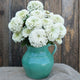 Close-up of Polar Bear zinnia blooms showing pure white layered petals and green foliage