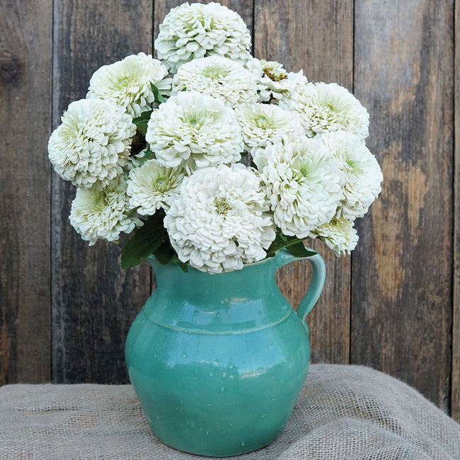 Close-up of Polar Bear zinnia blooms showing pure white layered petals and green foliage