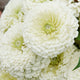 POLAR BEAR-ZINNIA