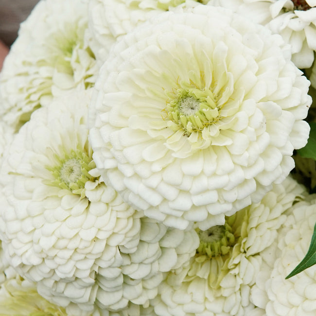 POLAR BEAR-ZINNIA