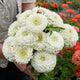 Close-up of Polar Bear zinnia blooms showcasing pure white double and semi-double flowers against green foliage