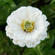 Close-up of Polar Bear zinnia showing a large pure white double bloom with green foliage background