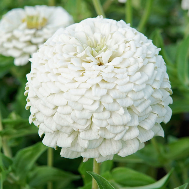 Close-up of Polar Bear zinnia showing a full, double white blossom against green foliage