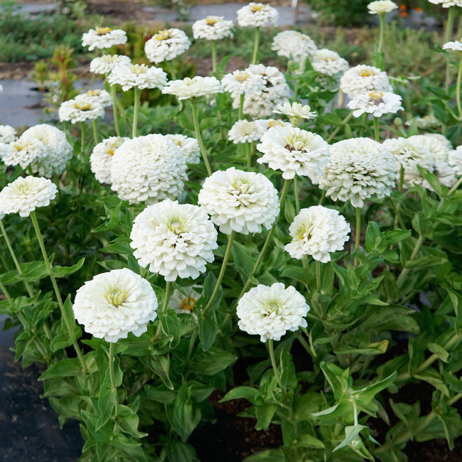 Close-up of Polar Bear zinnia showing pure white single and double blooms against green foliage
