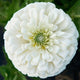 Close-up of Polar Bear zinnia showing layered pure-white petals and green center with blurred foliage background