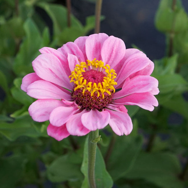 Front view of Illumination zinnia bloom showcasing frosted pink petals and a bold yellow center against blurred green foliage
