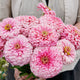 Close-up of Illumination zinnia bouquet showcasing large double frosted pink blooms with sturdy green stems held against a person’s torso