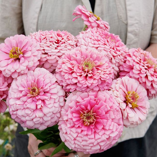 Close-up of Illumination zinnia bouquet showcasing large double frosted pink blooms with sturdy green stems held against a person’s torso