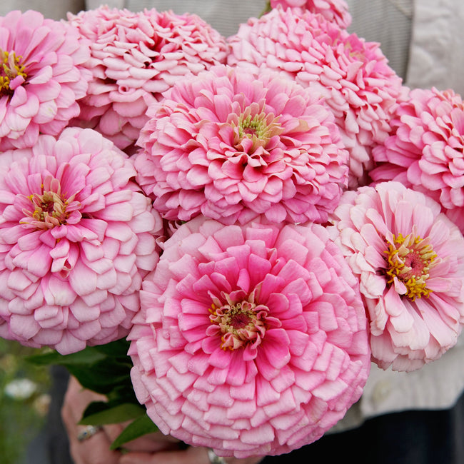 Close-up of Illumination zinnia showing frosted pink double blooms with dark pink centers against green foliage