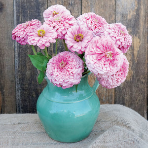 Close-up of Illumination zinnia bouquet showcasing frosted pink double blooms and bold centers in a green vase on a wooden surface