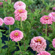 Close-up of Illumination zinnia showing frosted pink to bubblegum double blooms and sturdy stems against green foliage