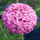 Close-up of Illumination zinnia bloom showcasing double frosted-pink petals with blurred green foliage background