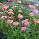 ILLUMINATION-ZINNIA