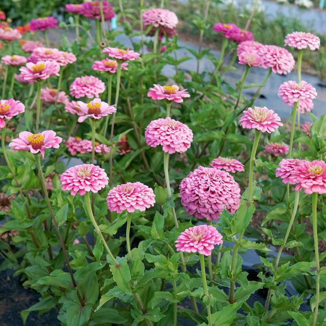 ILLUMINATION-ZINNIA