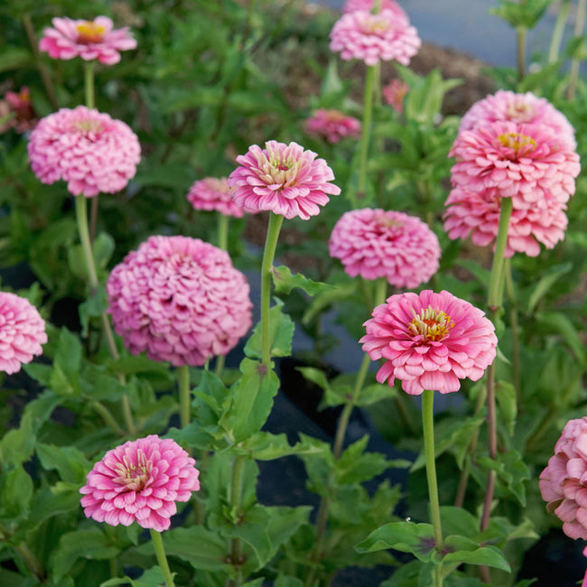 Close-up of Illumination zinnia showing frosted-pink double blooms and prominent centers against green foliage
