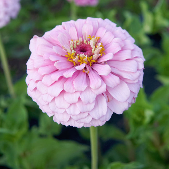 Close-up of Illumination zinnia bloom showcasing frosted pink-to-bubblegum double petals and a prominent center against a blurred green background