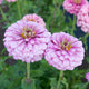 Front view of Illumination zinnia showing frosted pink double blooms with prominent centers and green foliage background