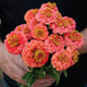 Close-up of Lilliput Salmon Gem zinnia showcasing clustered salmon-pink button blooms in a terracotta pot