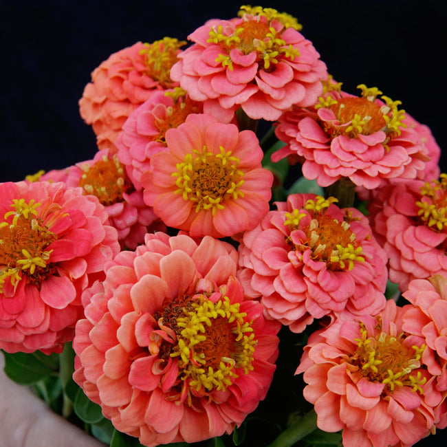 Close-up of Lilliput Salmon Gem zinnia showing clustered salmon button blooms with layered petals and green foliage background