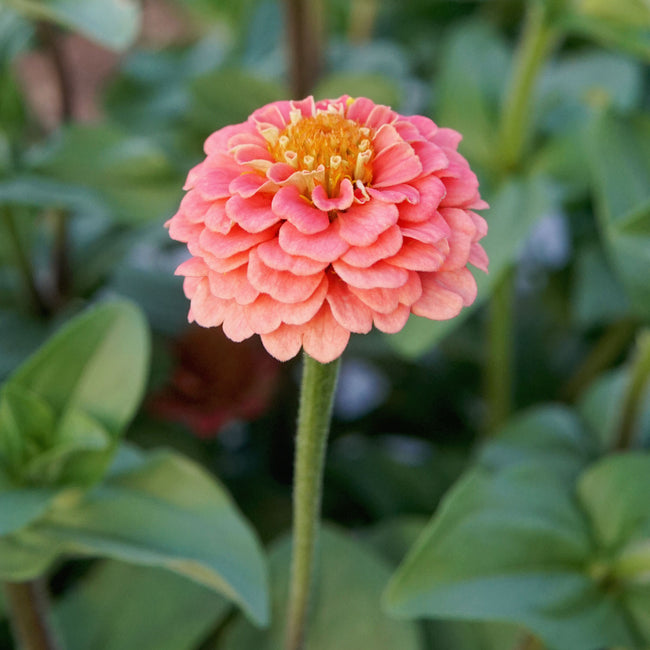 Close-up of Lilliput Salmon Gem zinnia with a salmon-colored layered button bloom and blurred green background