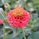 Close-up of Lilliput Salmon Gem zinnia bloom showing salmon button-like layered petals against blurred green foliage