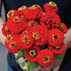 Close-up of Lilliput Scarlet Gem zinnia blooms showcasing dense button-like deep scarlet petals and rounded form on green foliage